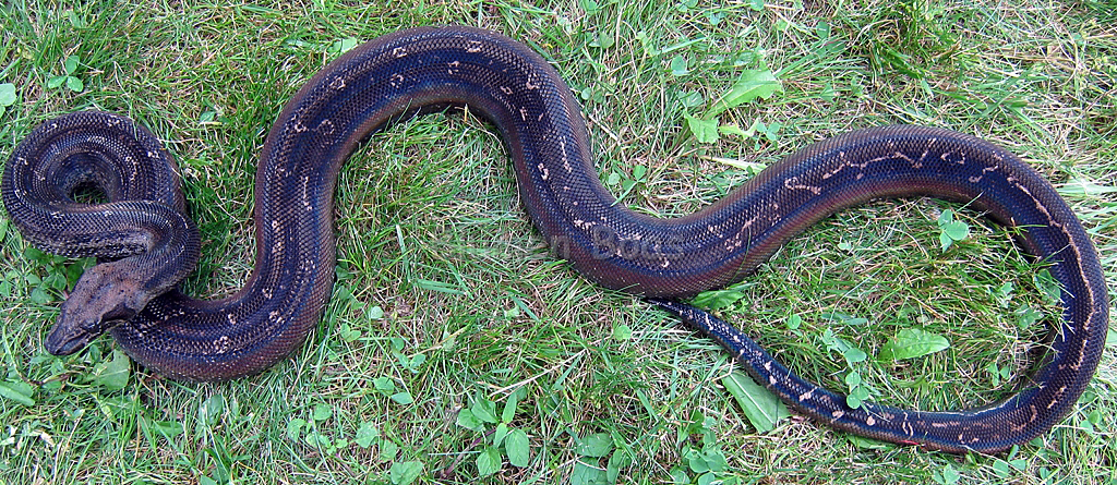 Boa Morphs - Descriptions Of Various Boa Constrictor Morphs